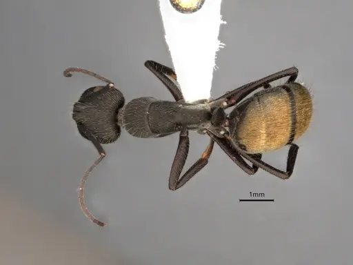 Camponotus chilensis - CASENT0886714