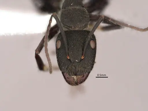 Camponotus chilensis - CASENT0886714
