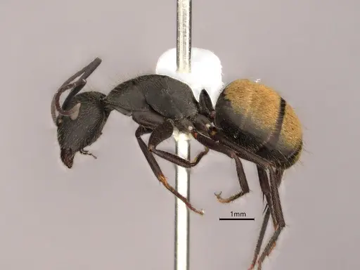 Camponotus chilensis - CASENT0886714