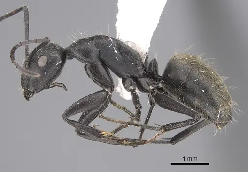 Camponotus chilensis - CASENT0923526