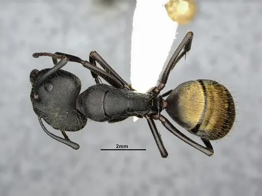 Camponotus chilensis - CASENT4032225