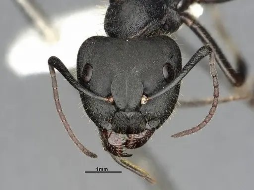 Camponotus chilensis - CASENT4032225