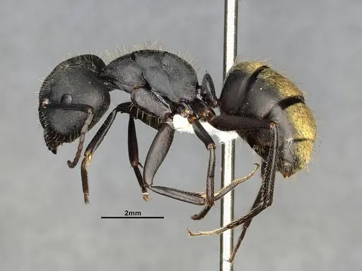 Camponotus chilensis - CASENT4032225