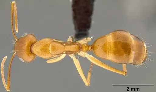 Camponotus chloroticus specimen