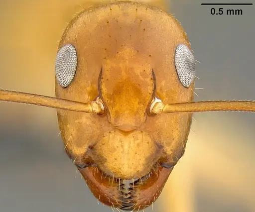 Camponotus chloroticus specimen