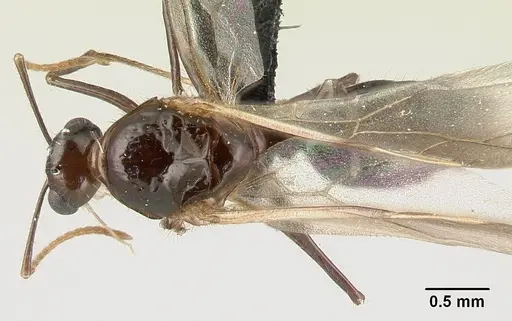 Camponotus chrislaini specimen