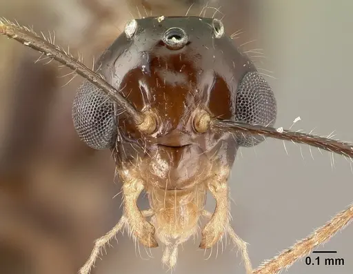 Camponotus chrislaini specimen
