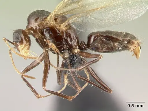 Camponotus chrislaini specimen