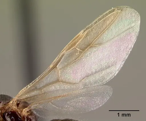 Camponotus chrislaini - CASENT0498997