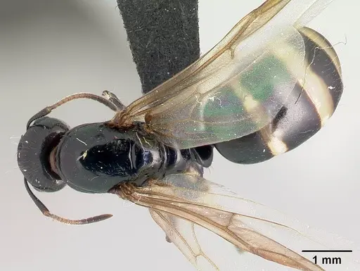 Camponotus chrislaini - CASENT0498998