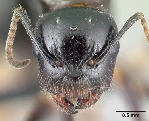 Camponotus chrislaini - CASENT0498998