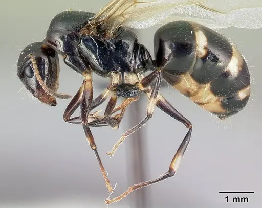 Camponotus chrislaini - CASENT0498998