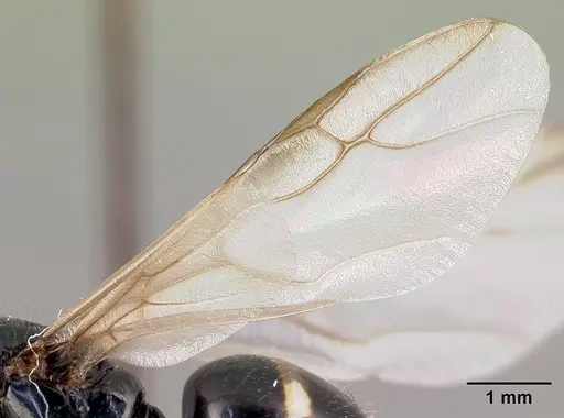 Camponotus chrislaini - CASENT0498998