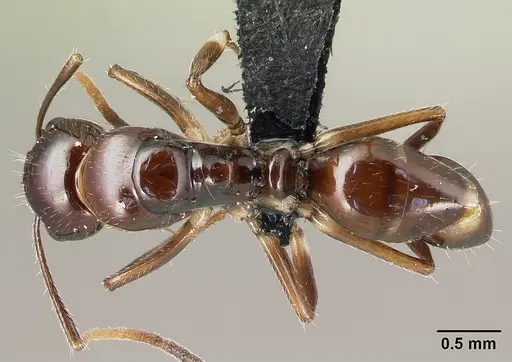 Camponotus chrislaini - CASENT0498999