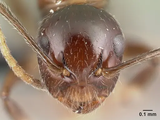 Camponotus chrislaini - CASENT0498999