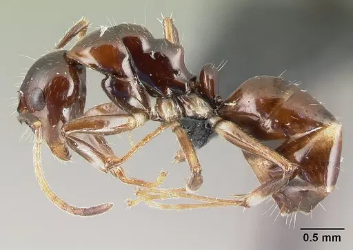 Camponotus chrislaini - CASENT0498999