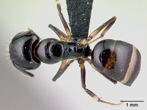 Camponotus chrislaini - CASENT0499002