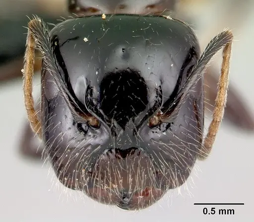Camponotus chrislaini - CASENT0499002