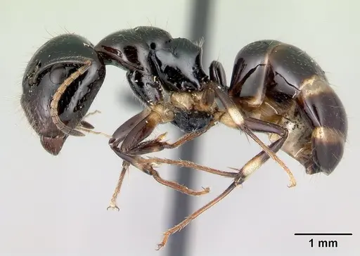 Camponotus chrislaini - CASENT0499002