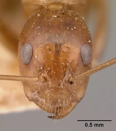 Camponotus christi specimen