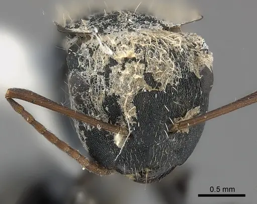 Camponotus christophei specimen