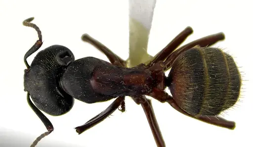 Camponotus chromaiodes specimen