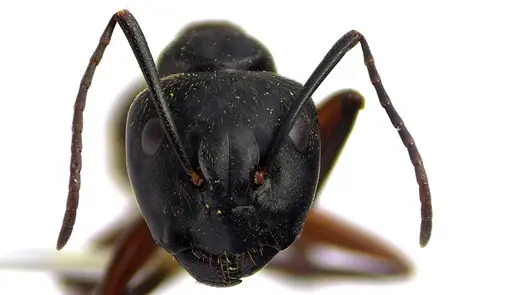 Camponotus chromaiodes specimen
