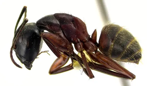Camponotus chromaiodes specimen