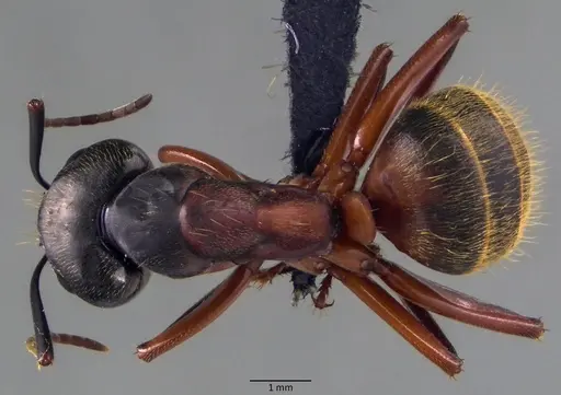 Camponotus chromaiodes - ANTWEB1060087