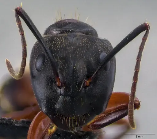 Camponotus chromaiodes - ANTWEB1060087