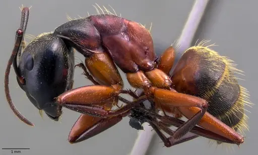 Camponotus chromaiodes - ANTWEB1060087