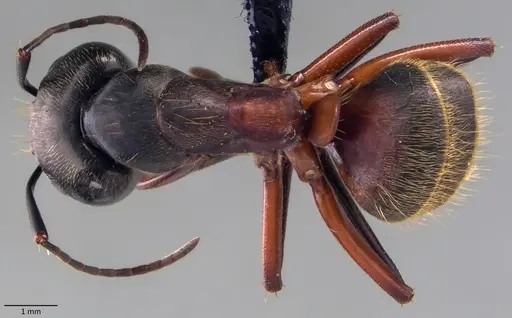 Camponotus chromaiodes - ANTWEB1060095