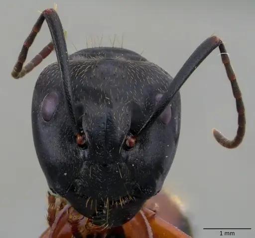 Camponotus chromaiodes - ANTWEB1060095