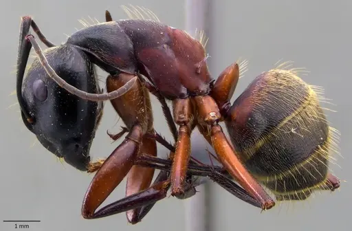 Camponotus chromaiodes - ANTWEB1060095