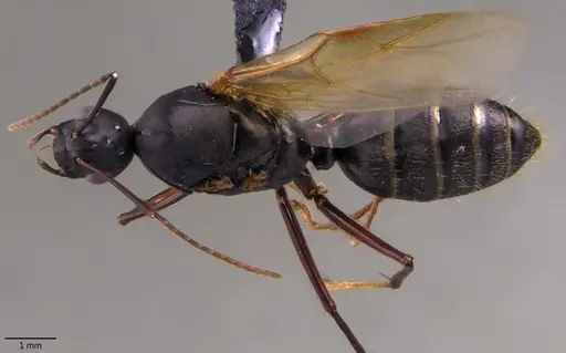 Camponotus chromaiodes - ANTWEB1060119