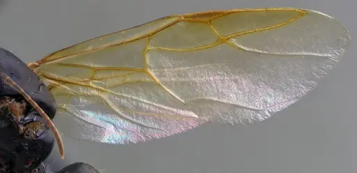 Camponotus chromaiodes - ANTWEB1060119