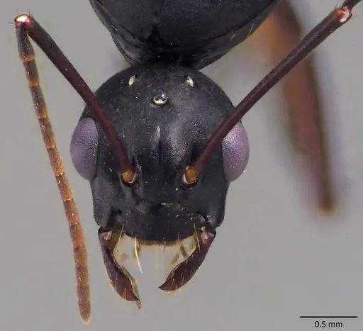 Camponotus chromaiodes - ANTWEB1060119