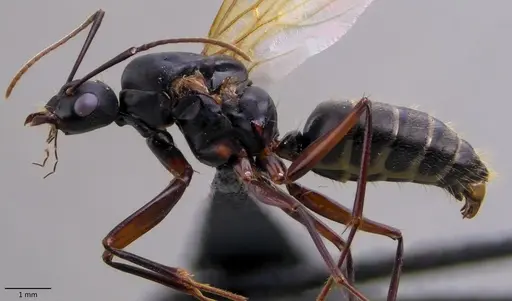 Camponotus chromaiodes - ANTWEB1060119