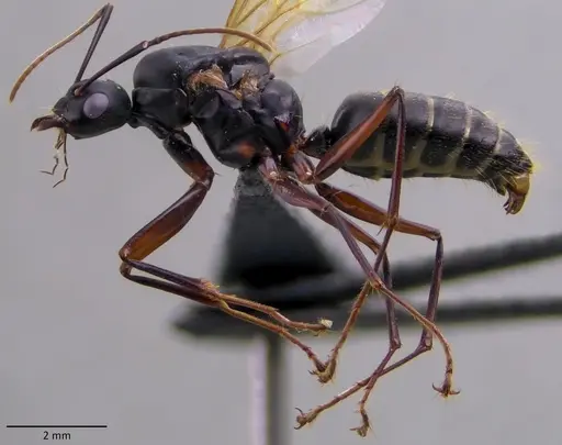 Camponotus chromaiodes - ANTWEB1060119