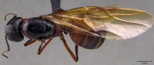 Camponotus chromaiodes - ANTWEB1060120
