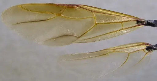 Camponotus chromaiodes - ANTWEB1060120