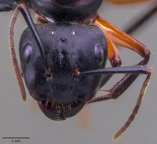 Camponotus chromaiodes - ANTWEB1060120