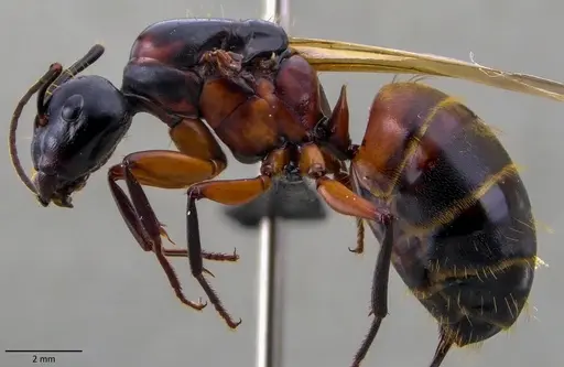 Camponotus chromaiodes - ANTWEB1060120