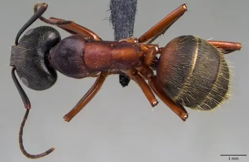 Camponotus chromaiodes - ANTWEB1060127