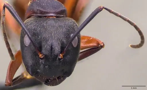 Camponotus chromaiodes - ANTWEB1060127