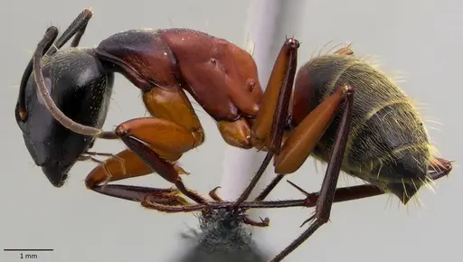 Camponotus chromaiodes - ANTWEB1060127