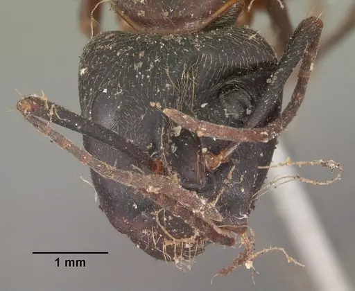 Camponotus chromaiodes - CASENT0102534
