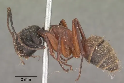 Camponotus chromaiodes - CASENT0102534