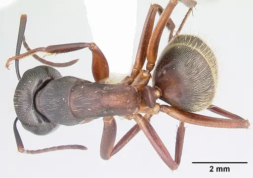Camponotus chromaiodes - CASENT0104763