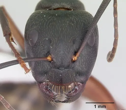 Camponotus chromaiodes - CASENT0104763
